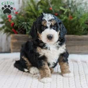 Dean, Mini Bernedoodle Puppy
